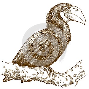 Engraving illustration of female papuan hornbill