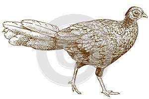 Engraving illustration of female silver pheasant