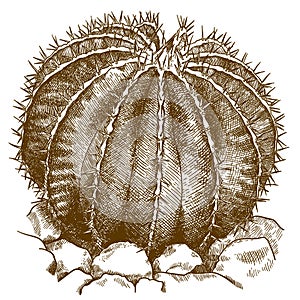 Engraving illustration of ferocactus