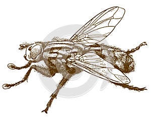 Engraving illustration of fly insect