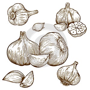 Engraving illustration of garlic