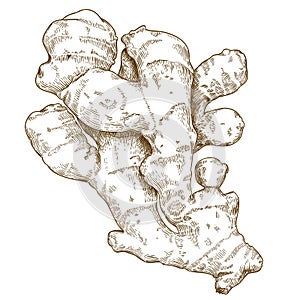 Engraving illustration of ginger root