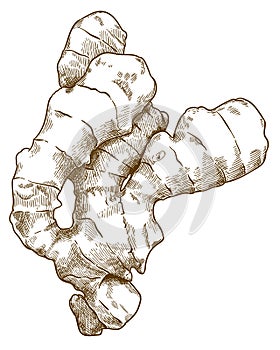 Engraving illustration of ginger root