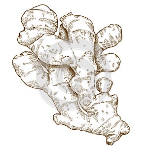 Engraving illustration of ginger root photo