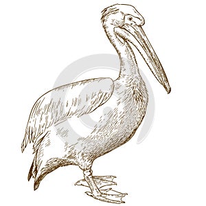Engraving illustration of great white pelican photo