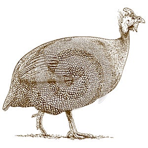 Engraving illustration of guineafowl