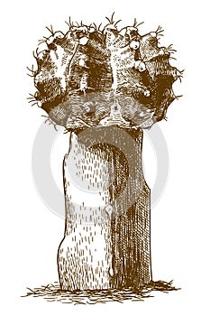 Engraving illustration of gymnocalycium