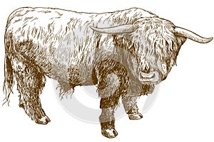 Engraving illustration of highland cattle