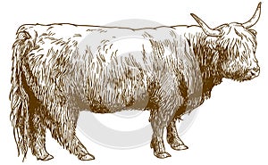Engraving illustration of Highland cattle cow