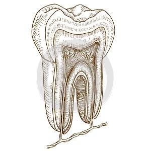 Engraving illustration of human tooth structure