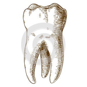 Engraving illustration of human tooth photo