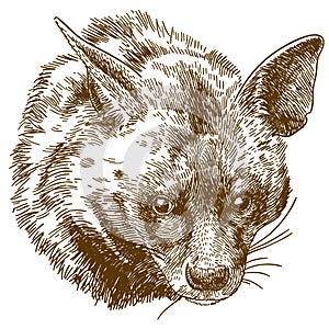 Engraving illustration of hyena head