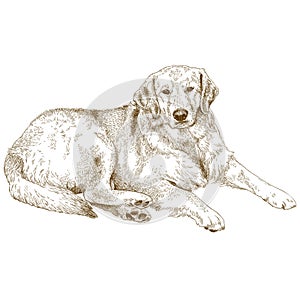 Engraving illustration of labrador