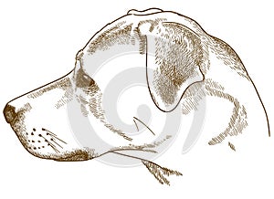 Engraving illustration of labrador retriever cur head