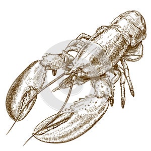 Engraving illustration of lobster