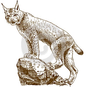 Engraving illustration of lynx linx