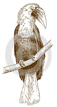 Engraving illustration of male papuan hornbill