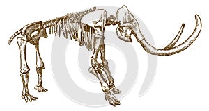 Engraving illustration of mammoth skeleton