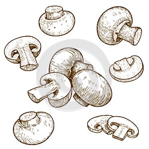 Engraving illustration of mushrooms champignons