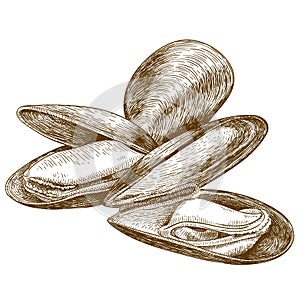 Engraving illustration of mussel