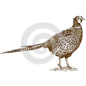 Engraving illustration of pheasant