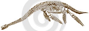 Engraving illustration of plesiosaurus skeleton