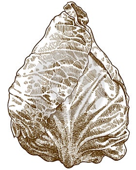 Engraving illustration of pointed cabbage