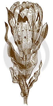 Engraving illustration of protea carnival flower