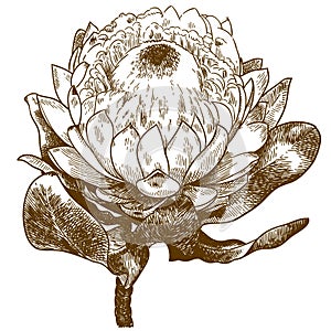 Engraving illustration of Protea White Pride photo