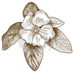 Engraving illustration of quince flower