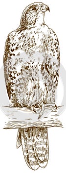 Engraving illustration of saker falcon