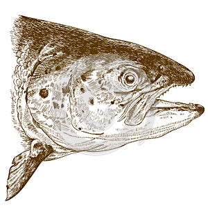 Engraving illustration of salmon head