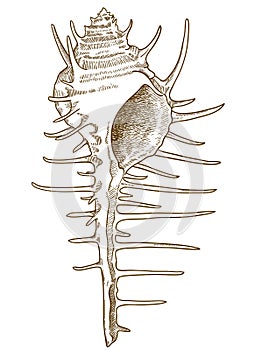 Engraving  illustration of shell Murex troscheli photo