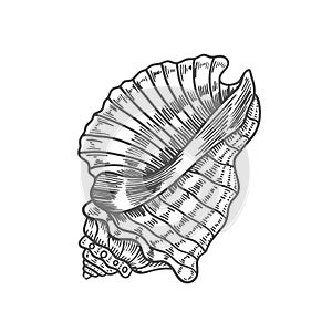 Engraving illustration of spiral seashell