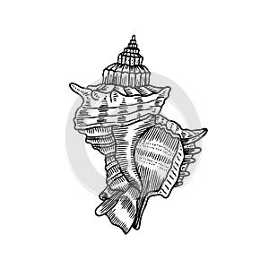 Engraving illustration of spiral seashell