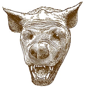 Engraving  illustration of spotted hyena head