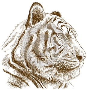 Engraving illustration of tiger head
