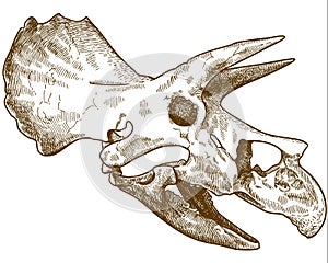 Engraving illustration of triceratops dinosaur