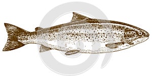 Engraving illustration of trout