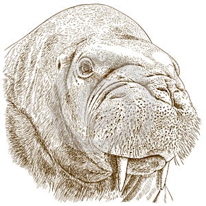 Engraving illustration of walrus head