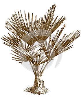 Engraving illustration of washingtonia palm