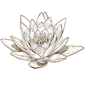 Engraving illustration of water lily flower