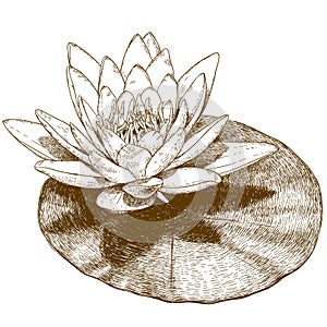 Engraving illustration of water lily flower