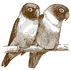 Engraving illustration of yellow-collared lovebird