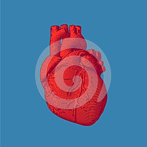 Engraving red human heart illustration on blue BG