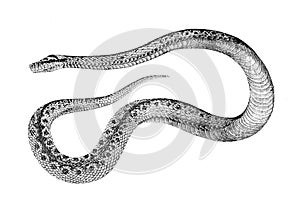 Engraving of a snake on a white background.