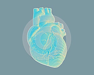 Engraving stylized heart drawing on gray BG