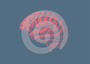 Engraving tint red brain on blue background