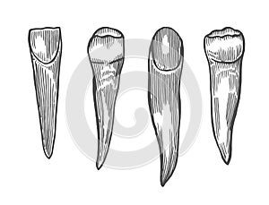 Engraving vintage tooth