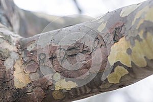 Engravings on a treeâ€™s bark